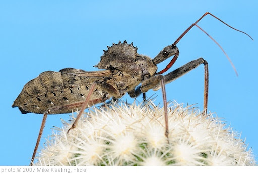 'Wheel Bug' photo (c) 2007, Mike Keeling - license: http://creativecommons.org/licenses/by-nd/2.0/