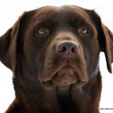 Majken1-1-300x244.jpg