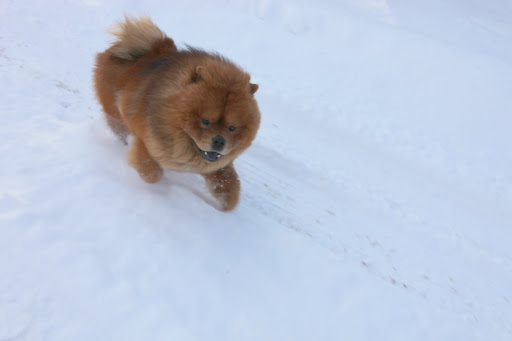 Any foe would be foolish to challenge my speed in this climate - the cold makes me even more invigorated.