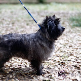 CH IT Giorsal Griselda 1987 (Stanedykes bloodlines) CH IT Giorsal Griselda 1987 (Stanedykes bloodlines)