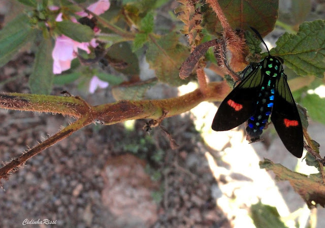 Arctiidae : Ctenuchinae : Belemnia inaurata (SULZER, 1776) ou B. eryx (FABRICIUS, 1775) ou B. crameri BUTLER, 1875. Colider (Mato Grosso, Brésil), mai 2011. Photo : Cidinha Rissi. http://www.barcodinglife.com/views/taxbrowser.php?taxon=Belemnia%20inaurata