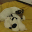chiots 009.jpg chiots 009.jpg