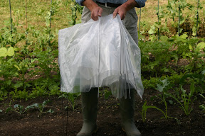 Easy Poly Tunnel - opens like an accordian