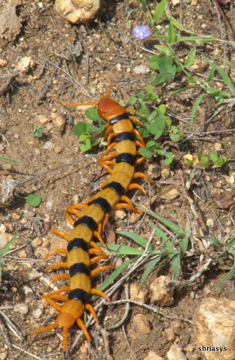 Maruthamalai Coimbatore