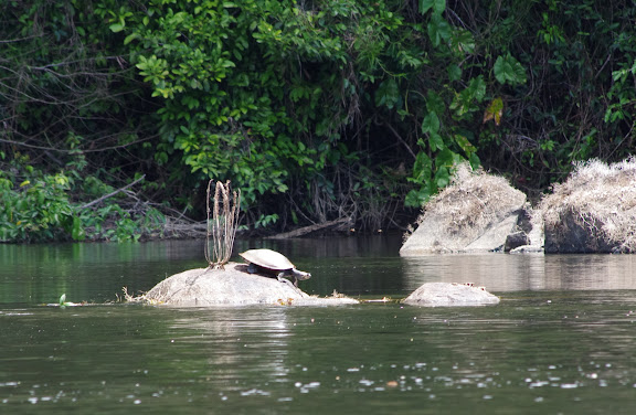 Tortue. Approuague en amont de Saut Athanase, 5 novembre 2012. Photo : J.-M. Gayman