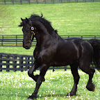 friesian2-1024_repaired.jpg