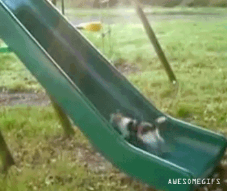 kitty-slide-run
