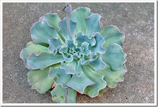 120818_Echeveria-Lady-Aquarius_04