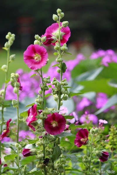 Hollyhocks