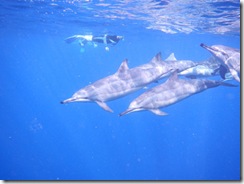 ハワイ島イルカ ハワイ島イルカ
