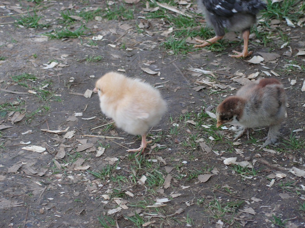 [yard%25202012%2520001%255B7%255D.jpg]
