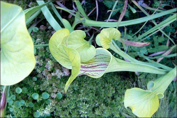 Giant Pitcher Plant