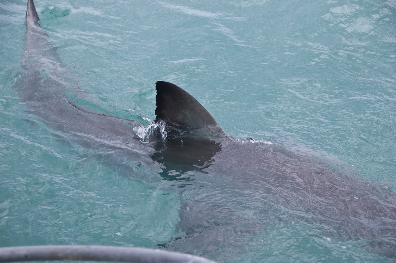Shark fin