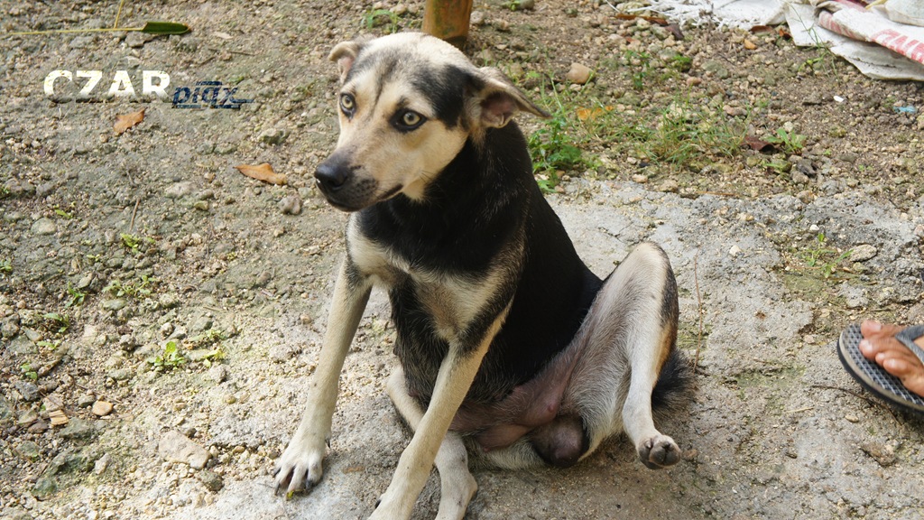 [Bitch-Dog-Shocked-with-Legs-Wide-Ope%255B2%255D.jpg]