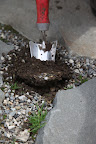 It's careful digging between the flagstone.