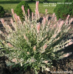 Salix integra 'Hakuro Nishiki' Salix integra 'Hakuro Nishiki'