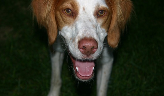 Cachorro sorrindo.
