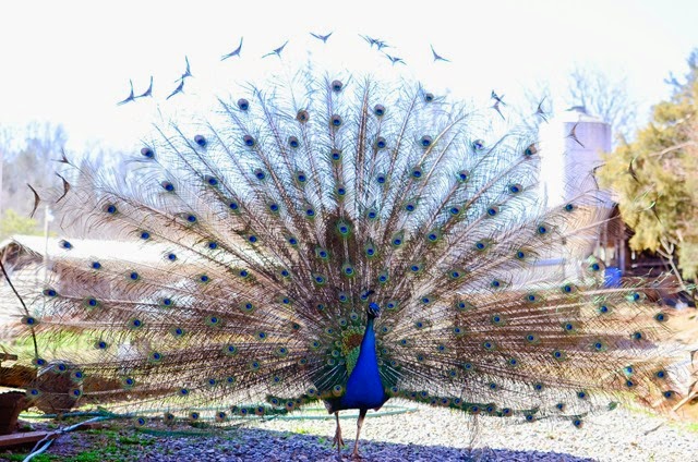 [peacock-19478%255B4%255D.jpg]