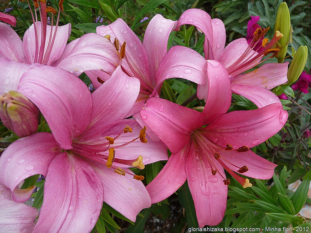 [Gloria%2520Ishizaka%2520-%2520minha%2520flor%25204%255B8%255D.jpg]