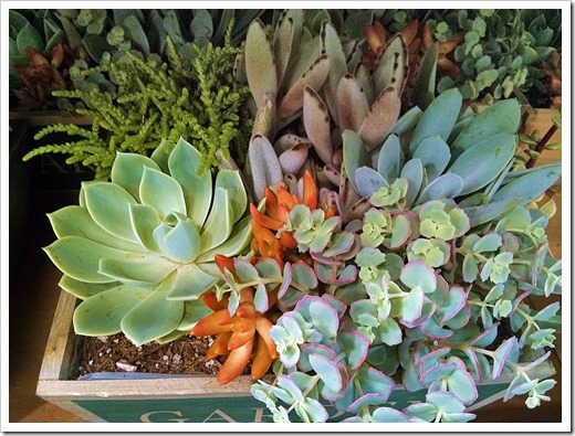 130612_SucculentGarden_Costco_09