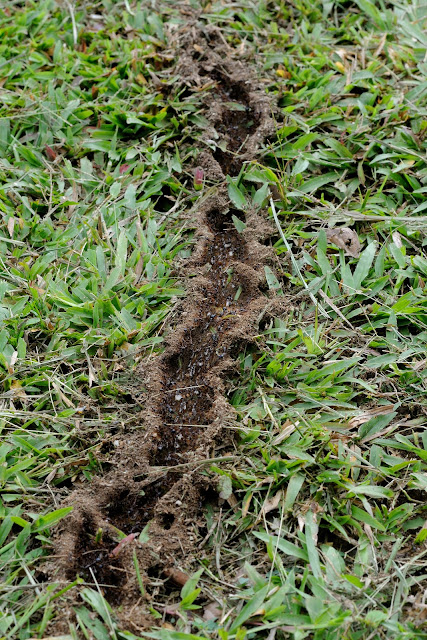 Piste de fourmis légionnaires du genre Dorylus (FABRICIUS, 1793) ou fourmis Magnan. Ebogo (Cameroun), 25 avril 2013. Photo : Daniel Milan