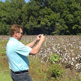 Gary taking picture of cotton growing.