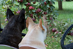 Maybe that's why the apples seem so small this year at the farm.  Perhaps they got off to a late start and couldn't grow to full size.