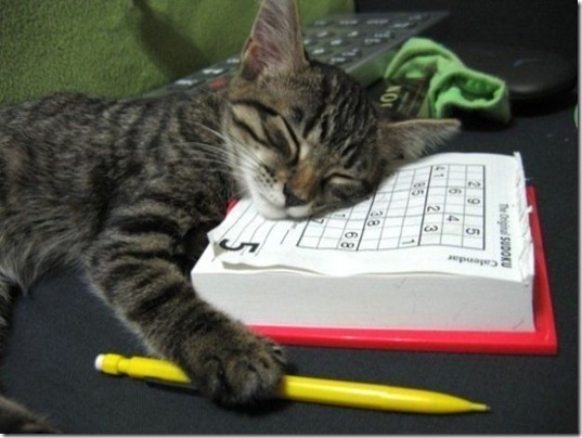tired-cute-animals-9