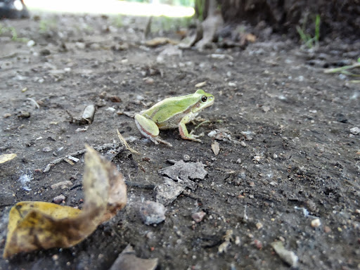 Hyla eximia image