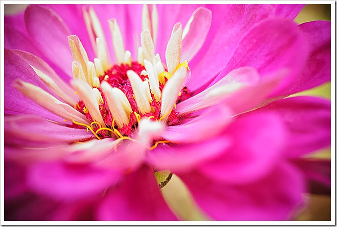 flowers-royalty-free-pictures-1 (959)