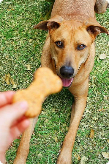 Homemade Peanut Butter-Bacon Dog Treats – All-natural dog treats with peanut butter, oats, bacon and carrots! | thecomfortofcooking.com