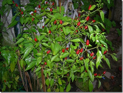 DSCN5928 DSCN5928