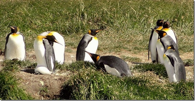 King_Penguins_DSC01006 King_Penguins_DSC01006