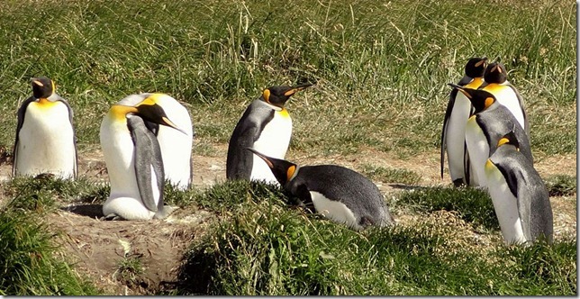 King_Penguins_DSC01006