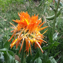 Pot Marigold