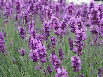 [lavanda3.jpg]