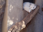 denver_zoo