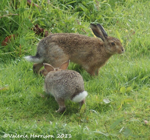 [hare-and-rabbit%255B2%255D.jpg]