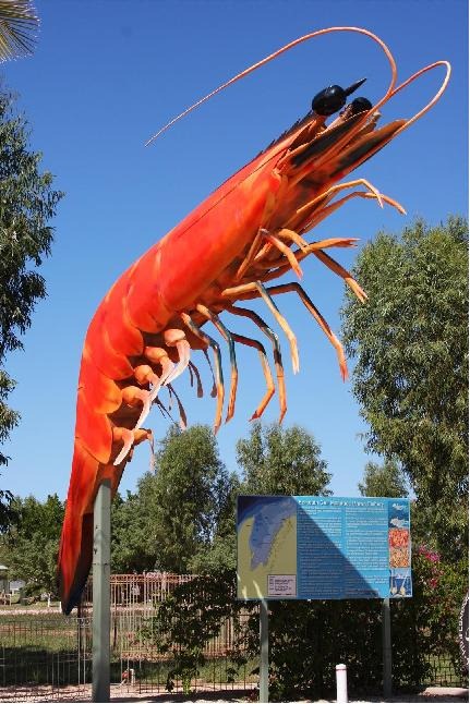 [prawn%2520EXMOUTH%255B5%255D.jpg]