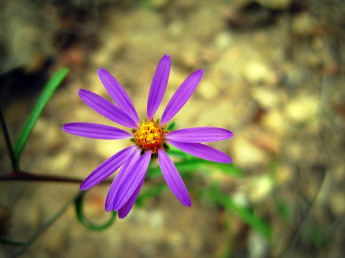 bright purple wildflower in Millcreek Canyon Utah