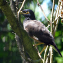 Common Myna