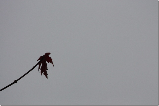 IMG_7324 IMG_7324