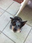 This cutie was just waiting for some human kisses!  And how could I turn a face like that down? SWAK!