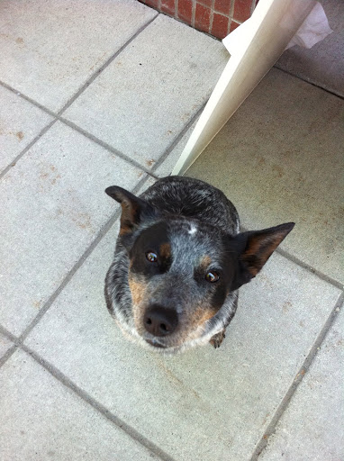 This cutie was just waiting for some human kisses!  And how could I turn a face like that down? SWAK!