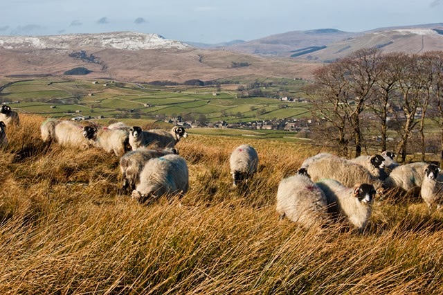 sheep above hawes RM