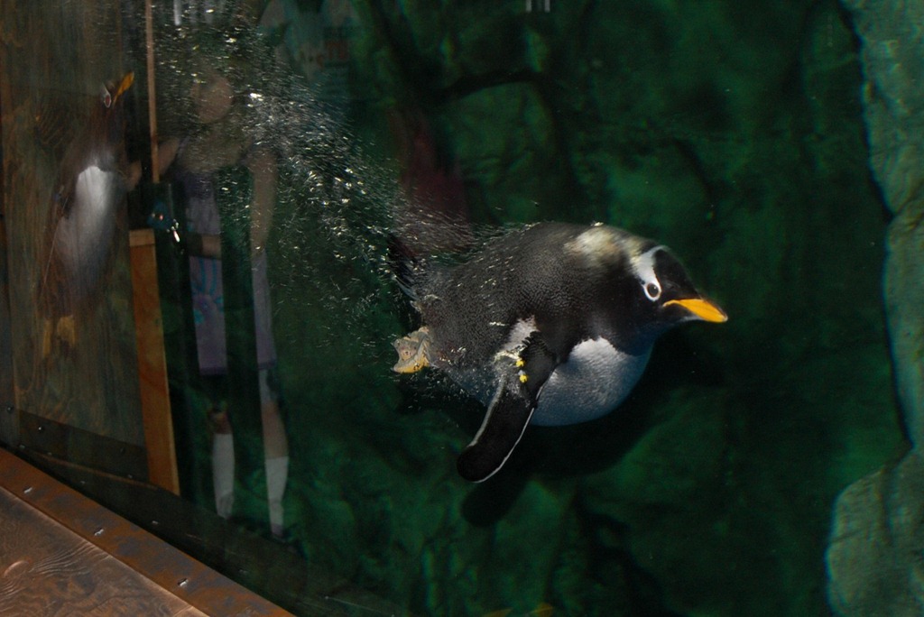 [aquariumaugust106.jpg]