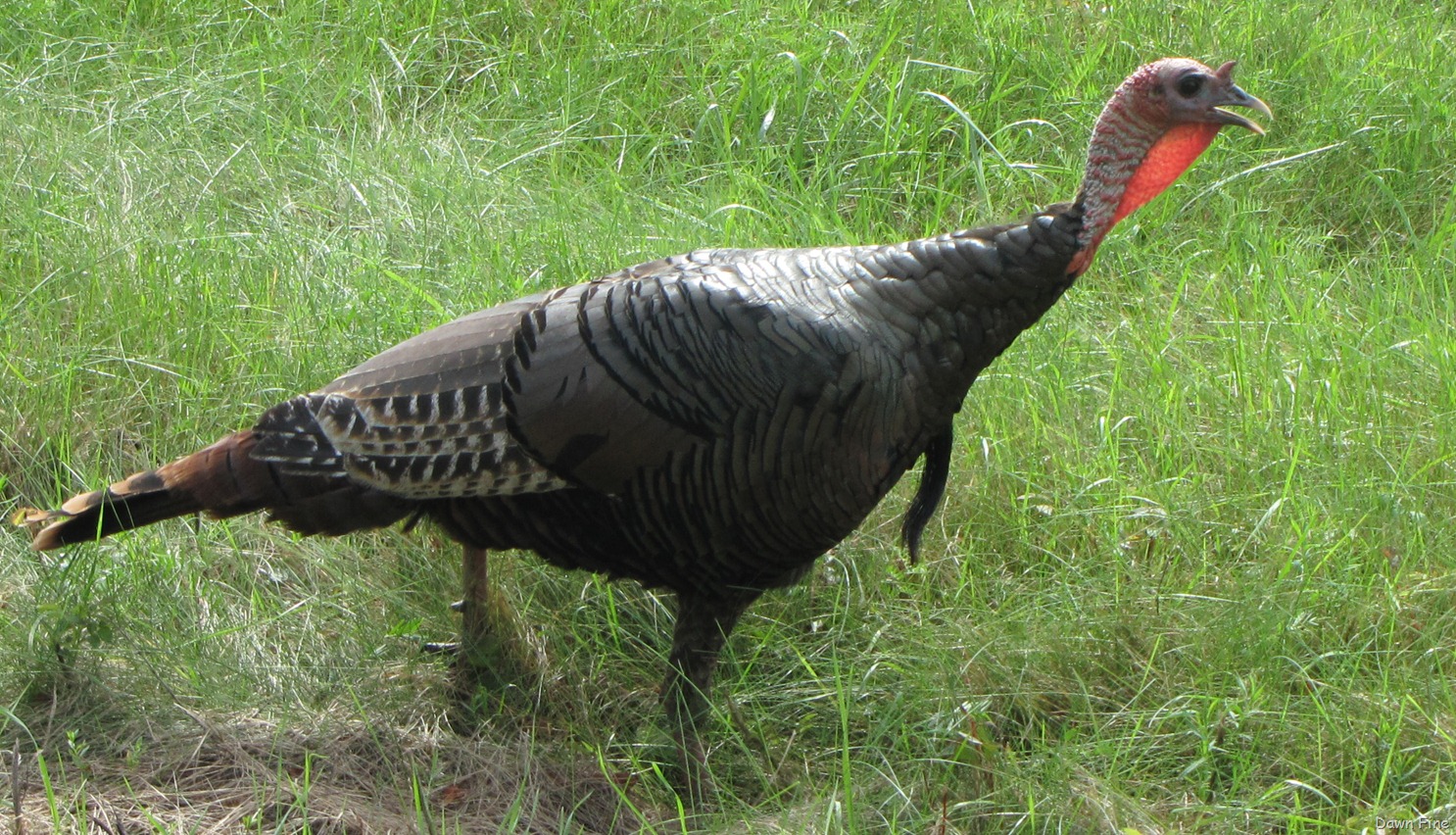 [Plum-Island_02011.jpg]