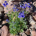 Delphinium%252520foetidum%25252c%252520aragats%25252c%2525202012.08.05%252520%25252801%252529