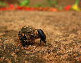 A dung beetle in our front yard. South Africa - 033.jpg