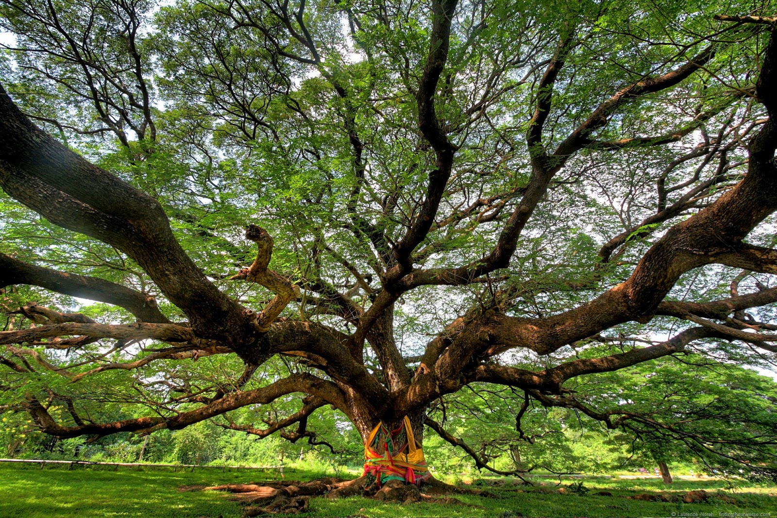 [Giant%2520tree%2520by%2520Laurence%2520of%2520findingtheuniverse.com%255B2%255D.jpg]